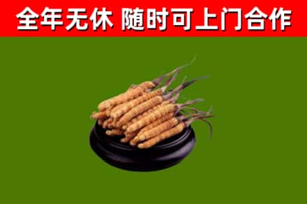 伊川县回收冬虫夏草