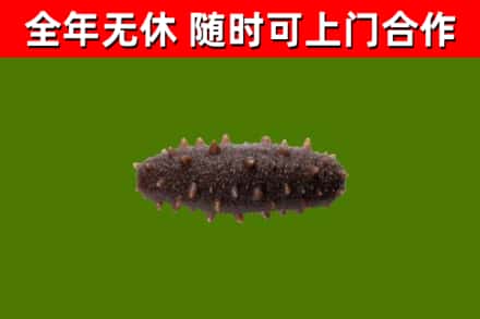 伊川县回收海参干